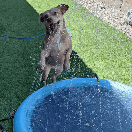 Hund Sprinkler Pad